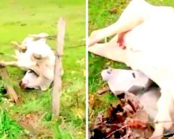 People Ignored Crying Cow Trapped In Barbed Wire And She Kept Screaming For Hours
