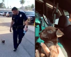 Officers Come Across Tiny Stray Puppy, Make Him Part Of The LAPD