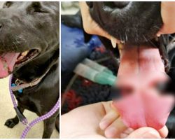 Dog’s Tongue Swells, Nearly Splits In Two After Getting Stuck In Rubber Ball