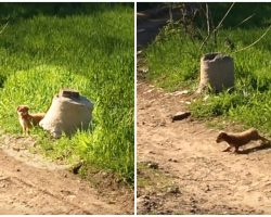 Puppy Discarded In Road Scurries Off To A Brush And Emerges With A Posse