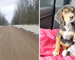 Puppy Dumped To Die In Cold Ditch On Lonely Road And Rescue Leads To A Dark Story