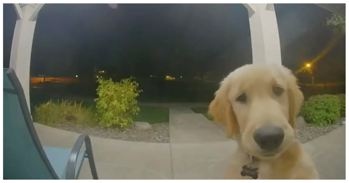 Puppy Escaped His Home, Instantly Regrets It And Rings