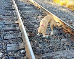 Puppy Tied To Railway Track And Left To Die, Cried At Passers-By For Help