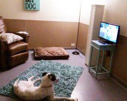 Special Shelter Room Helps Lonely Dogs As They Wait For Forever Homes