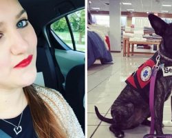 Service Dog Misses Alert After Stranger’s Daughter Hits Him. Dog’s Owner Ends Up In Hospital