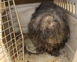 Neglected Shih Tzu Found With Cockroach Nests Throughout Her Fur