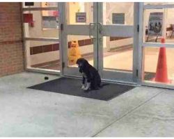 Stray Dog “Mysteriously” Appeared At School Every Morning, So The Teacher Got Involved