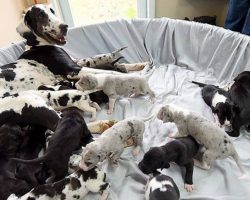 Velma The Dalmatian Goes Into Labor And Gives Birth To Record-Setting Litter