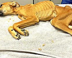 Dog Fights For Life After Shameless Owner Starves And Neglects Him For Months