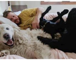 10 Dogs Who Are Total Bed Hogs And Aren’t One Bit Sorry