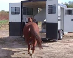 75 Heartbroken Quarter Horses Walk Inside A Trailer To Go To A Better Life