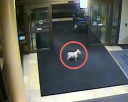 Dog Sniffs Her Way Into Hospital To Find Owner