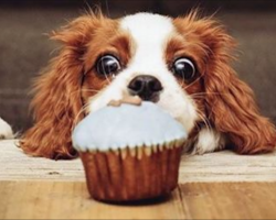 10 Things Cavalier King Charles Spaniels REALLY Hate