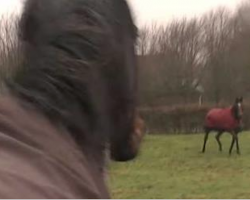 Horse Reunites After Four Years Apart With Two Horses He Was Raised With