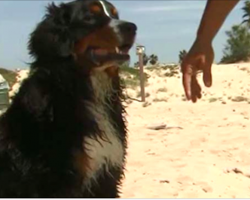 Newly-Adopted Shelter Dog Saves Swimmers From Dangerous Riptide