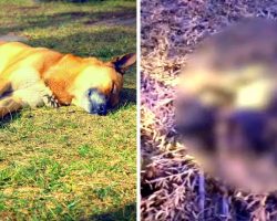 Abuser Hits Puppy In The Head & Kills Him, Dumps Him On Field In A Bloody Crate