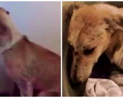 Traumatized Dog So Fearful Of Everything, She Stares At A Wall For Days