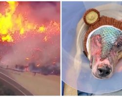 Dog’s Body Ravaged By Flames From House Fire, Vet Attempts Scaly New Treatment