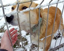 Roaming In The Cold With Chain Embedded In His Neck, Time Wasn’t On His Side