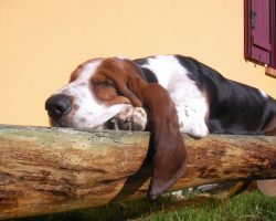 16 Reasons Basset Hounds Are Not The Friendly Dogs Everyone Says They Are