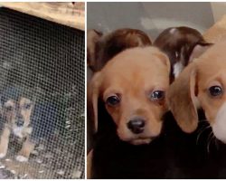 Hateful Human Locks Beagles In Shack In Ice-Cold Temps & Gets Away With It For Months