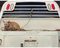 Man Speeds Down Busy Interstate With Dog Tethered Loosely To Pickup Truck