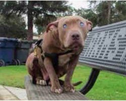 Owner Abused And Tied Blind Pit Bull To Park Bench And Left Her There For Days