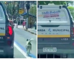 Devoted Dog Runs Over A Mile Alongside Police Car After Homeless Owner Arrested