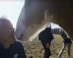 Meet Budweiser’s Littlest Clydesdales