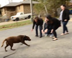 Chocolate Labrador Who’d Been Missing For 5-Years Sees His Family Again