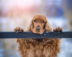 Is Your Dog Potty Trained Enough?