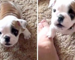 Cute Bulldog Pup Wanted A Seat On The Couch, And Had A Feisty Confrontation With Dad