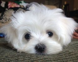 16 Reasons Maltese Dogs Are Not The Friendly Dogs Everyone Says They Are