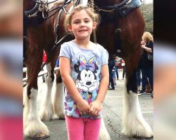 Dad Snaps A Photo Of His Little Girl, Gets Photobombed By Smiling Clydesdale