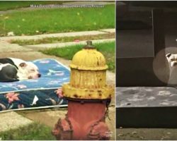 He Curled Up On Old Mattress And Waited For Family That Left Him With The Trash