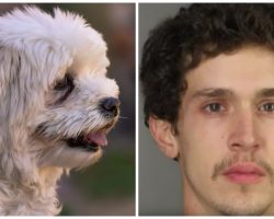 Man Bashes Tiny Body Of Havanese Dog In His Care, Kicks Her With Boots On