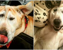 Disfigured Dog Is Given Up On Time & Time Again, Until One Woman Sees All His Beauty