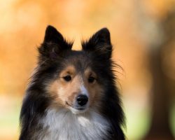 16 Reasons Shetland Sheepdogs Are Not The Friendly Dogs Everyone Says They Are