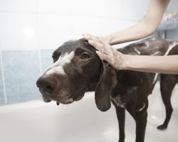 How Well Is Your Dog Groomed?