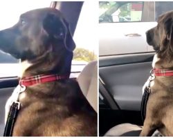 Dog Assumes He’s Going To Park, Ends Up At Vet & Snubs Mom With Silent Treatment