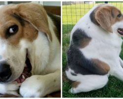 Dog Born With No Neck And A Butt On His Back Still Considered The ‘Happiest Dog Alive’