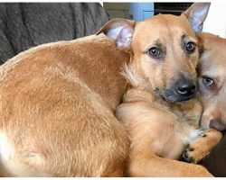 Dog Finds Her Twin On The Street And Begs Mom To Bring Him Home