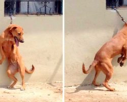 Dog On Short Chain Made To Stand On Back Legs All Day, Cried In The Heat Every Day