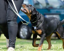 Training Your Dog to Listen to You