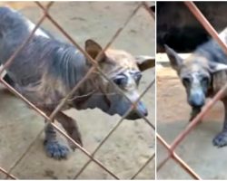 Dog-Eating Monsters Awaited Her Slaughter As She Languished In Her Ailing Body