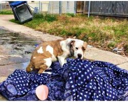 Family Dragged Discarded Things To Curb & Moved Away, Their Dog Was Among Them