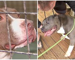 Man Saves Pit Bulls Before They’re Euthanized, Gives Them A Secure Place To Live