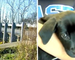 Man Throws 4 Puppies Off Bridge, 2 Fall 15ft Below While Other 2 Left Dangling