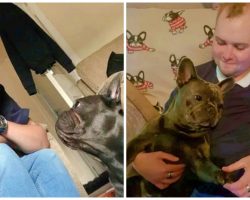French Bulldog Died 15-Minutes After Owner Lost Battle With Brain Cancer