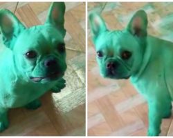 French Bulldogs Raid The Kitchen And Turn Green While Their Mom Goes Out